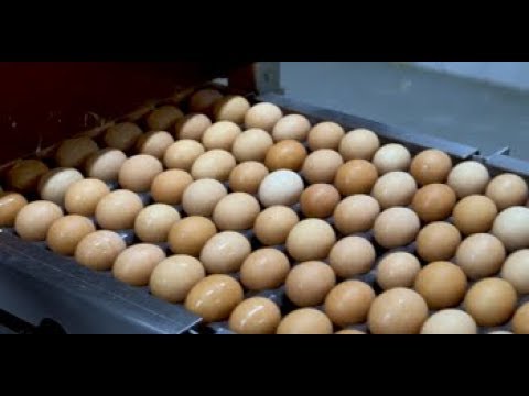 Eggs 101 Elt Buzz Video Lessons